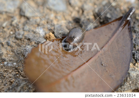 Yanuki of Tanishi · Tana 23631014