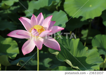 Lotus flower of Fujiwara Kyo 23631037