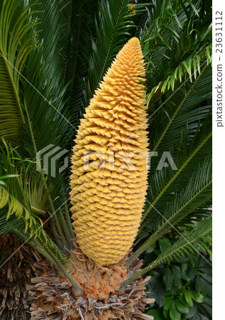 The flowers of Suetetsu. Male flower The flowers of Suetetsu. Male flower 23631112