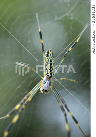 Joro gumo · Spider 23631233