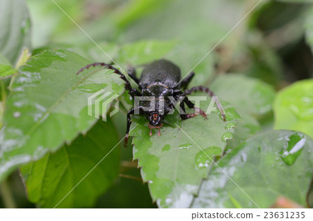 Sawdust beetle wrapped in morning dew, cauliflower and saw kill caterpillar 23631235