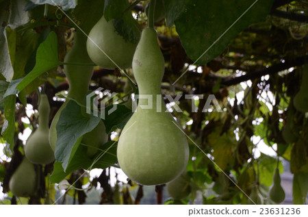 Big fruit gourd · Gourd 23631236