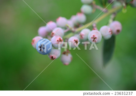A rich fruit rabbit eye series blueberry 23631237