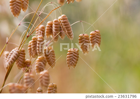 大凌風草。 大凌風草。 23631796