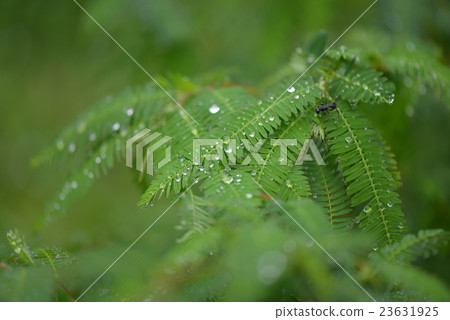 Kawaratetsu no leaves 23631925