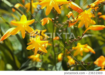 黃色Crocosmia(Hinode hoogyin) 黃色Crocosmia(Hinode hoogyin) 23631989