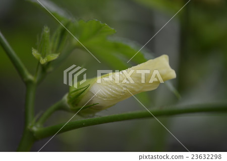 秋葵的花 秋葵的花 23632298