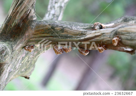 Cicadian shell 23632667