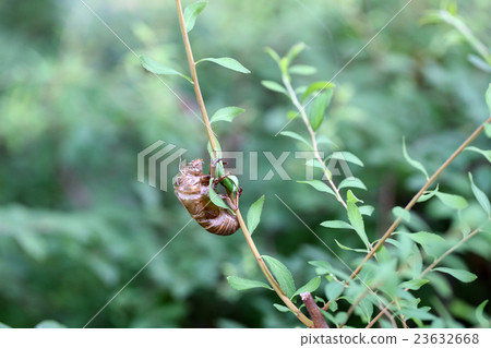 Cicadian shell 23632668