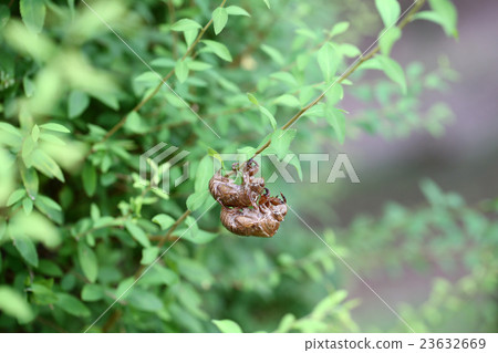 Cicadian shell Cicadian shell 23632669