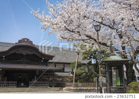 川越城堡本丸餃子和櫻花 川越城堡本丸餃子和櫻花 23632751