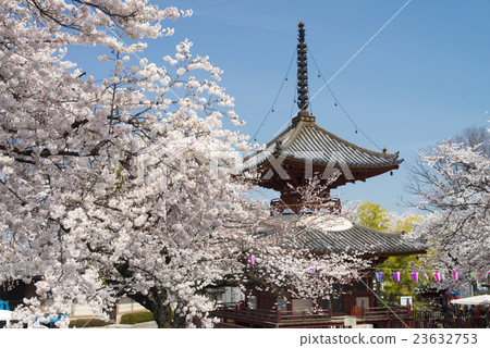 Kawachi Taisetsu Kitain的櫻花 23632753