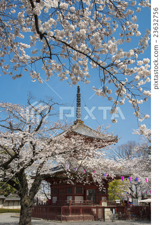Cherry blossoms of Kawachi Taisetsu Kitain Cherry blossoms of Kawachi Taisetsu Kitain 23632756