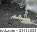 Prairie dog 23632838
