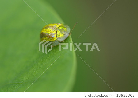 Creatures Insects Tattoos Gimgasses, a type without black streaks. I was in the leaves of Gumba Hirugao 23633303