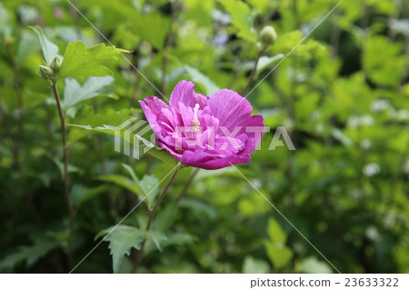 Mukge 23633322
