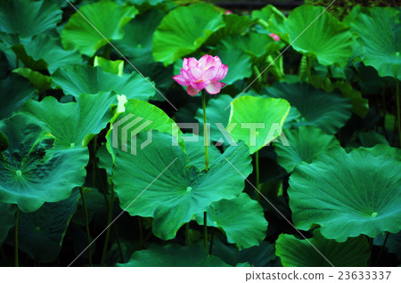 蓮花 23633337