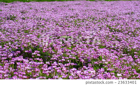 Ichimen noodles 23633401