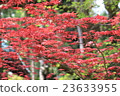 楓葉秋葉和綠色對比走在秋山 23633955