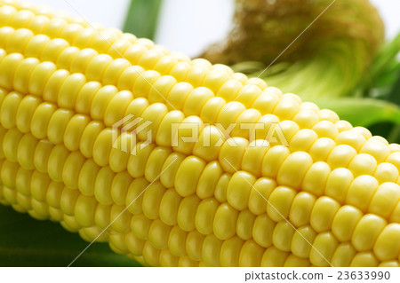 Maize 14 23633990