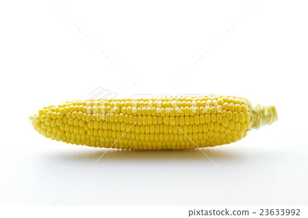 玉米16 23633992