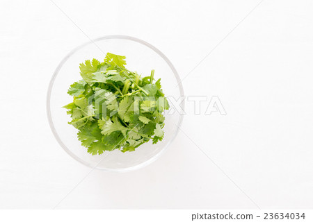Coriander  23634034