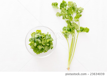 香菜 香菜 23634039