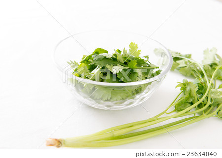 香菜 23634040