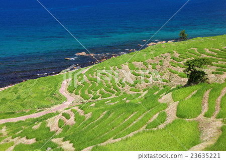 夏季白米千片 23635221