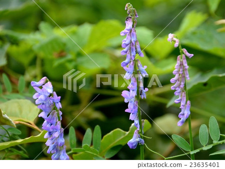 Purple flower of Kusafuji 23635401