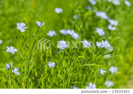 亞麻花卉領域 23635481