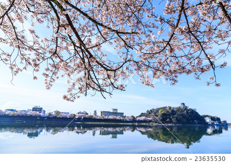 在清晨國寶犬山城和櫻花 在清晨國寶犬山城和櫻花 23635530
