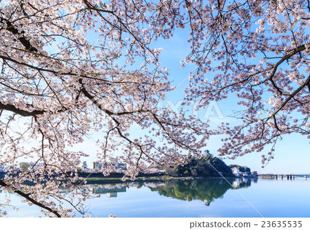 In early morning national treasure Inuyama castle and cherry blossoms In early morning national treasure Inuyama castle and cherry blossoms 23635535