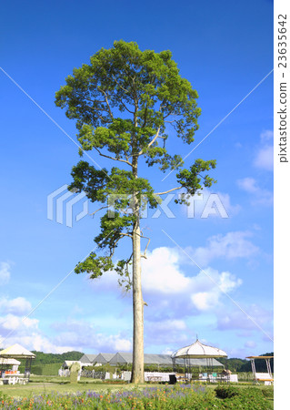Tree in public park 23635642
