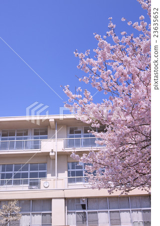 櫻花和學校建設 櫻花和學校建設 23635652