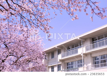 櫻花和學校建築 23635653