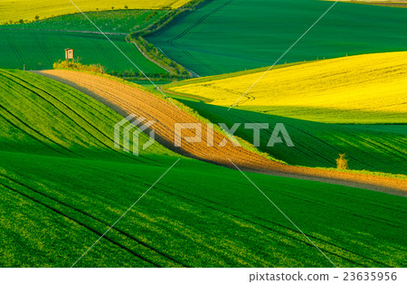 Wavy meadows spring landscape in South Moravia 23635956
