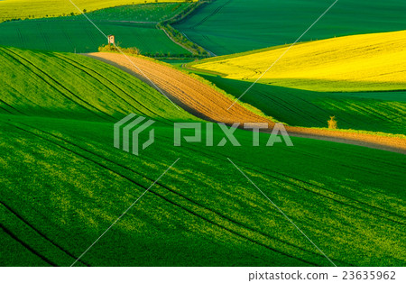 Wavy meadows spring landscape in South Moravia 23635962
