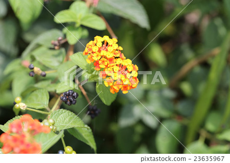 馬纓丹花和果實 馬纓丹花和果實 23635967