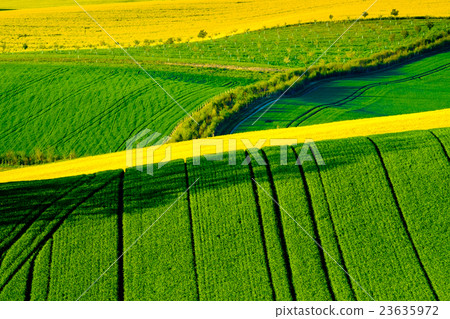 Wavy meadows spring landscape in South Moravia 23635972