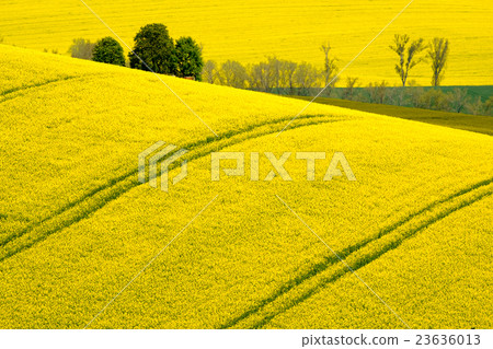 Wavy meadows spring landscape in South Moravia Wavy meadows spring landscape in South Moravia 23636013