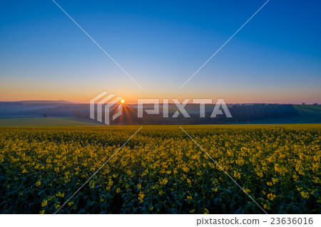 Sunrise under colza field 23636016