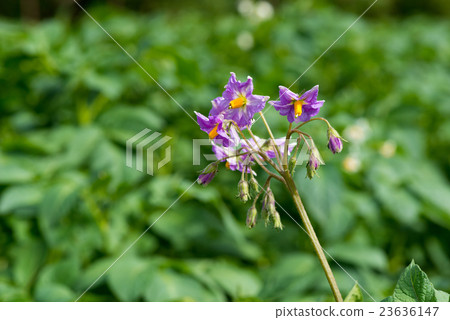 close up flowers of a potato plant close up flowers of a potato plant 23636147