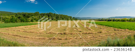 Rows of cut alfalfa cure in a hay field. 23636148
