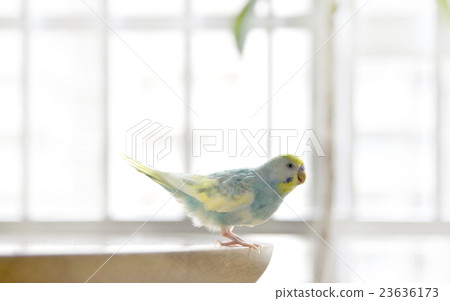 Sekisei長尾小鸚鵡 23636173