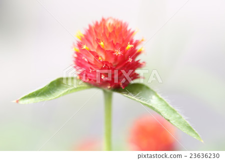 高級草 高級草 23636230