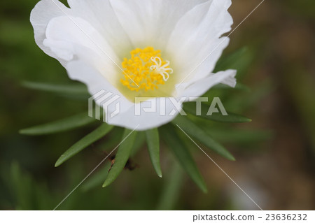 松葉按鈕 松葉按鈕 23636232