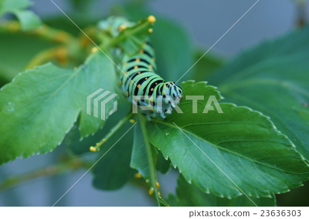 明天葉子上的黃色燈籠幼蟲......胃口好。 明天葉子上的黃色燈籠幼蟲......胃口好。 23636303