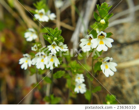 Hosooba kogoegusa 23636310