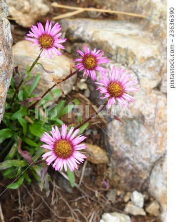 週舒東菊 23636390